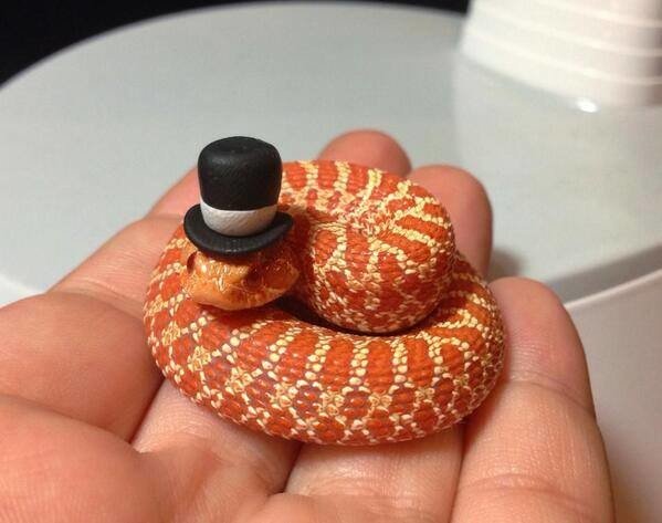 戴上迷你高禮帽、變成紳士小蛇！