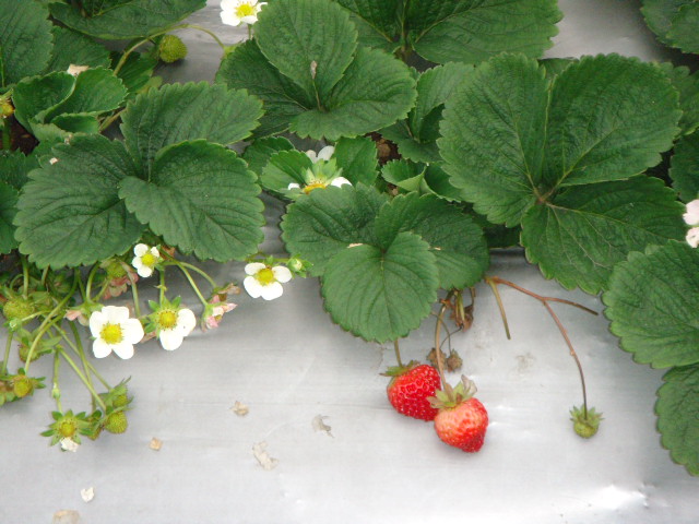 6採草莓