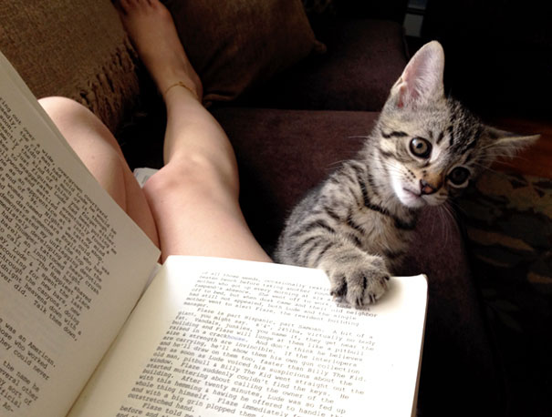 animals-dont-let-you-read-10__605