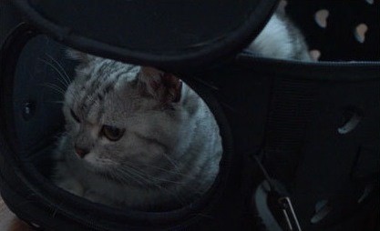 路上计程车司机对于他带着猫要去上班这件事情感到很疑惑，于是他说：「我的手机被锁住了，必须带猫咪一起去才能解锁。」