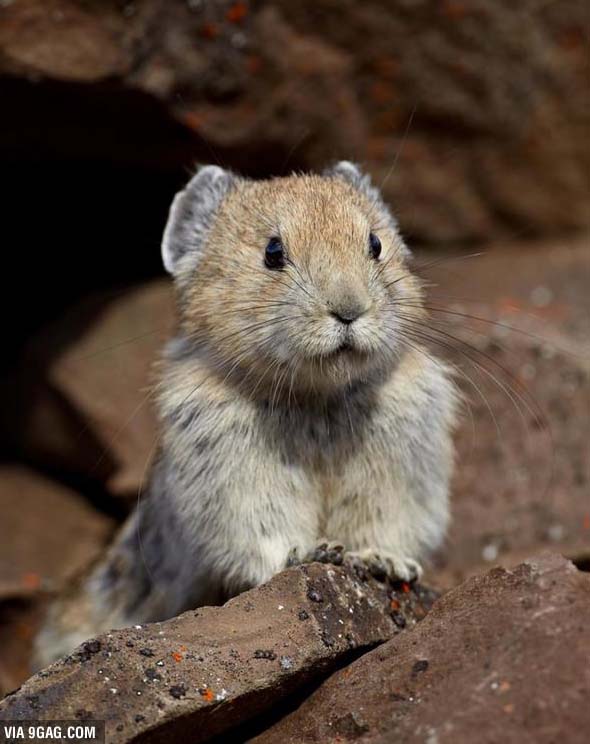 1990年代時，科學家估計當時約有2000隻伊犁鼠兔棲息在新疆維吾爾自治區。雖然2003年兩名研究員並沒有在探勘現場看見伊犁鼠兔，但是他們還是有發現伊犁鼠兔獨特的糞便和雪中足跡。