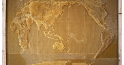 這名藝術家跟蜜蜂合作創造出這張全世界最特別的一幅世界地圖。% 照片 這名藝術家跟蜜蜂合作創造出這張全世界最特別的一幅世界地圖。