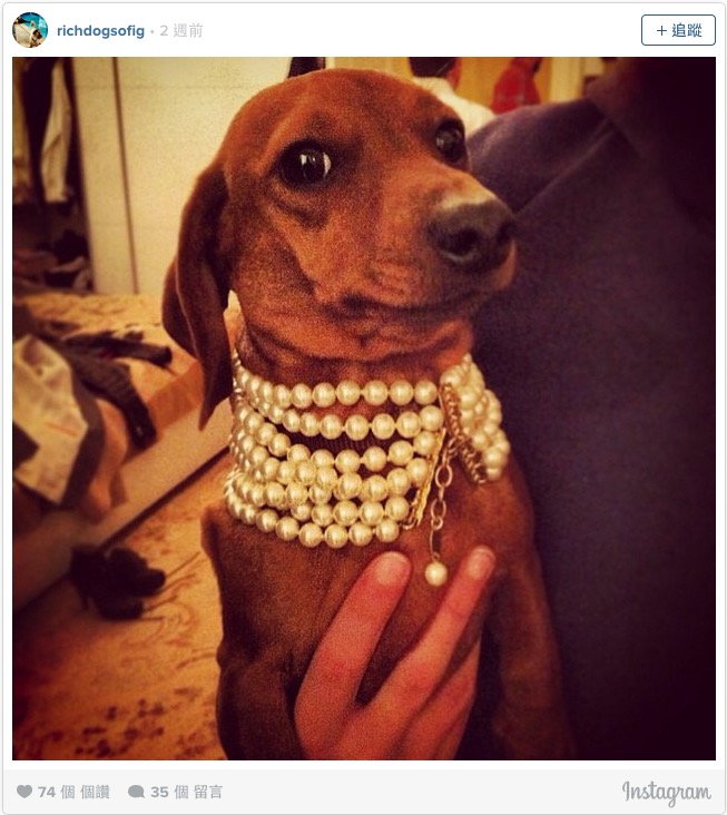 戴珍珠項鍊的狗狗...