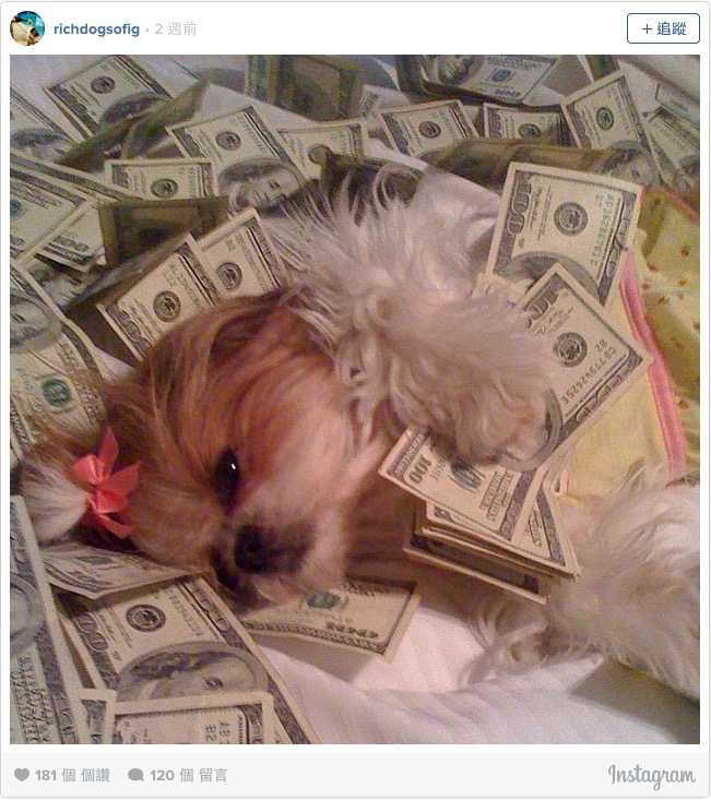 連狗狗都能把鈔票當棉被蓋...