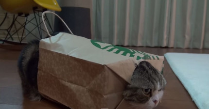 貓咪紙袋
