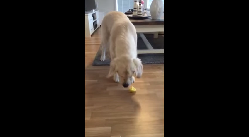 黃金獵犬吃檸檬