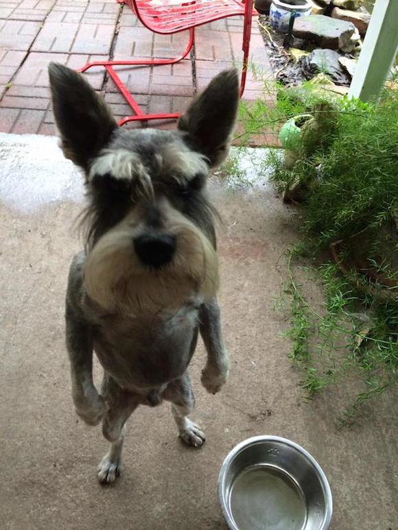 standing-dog