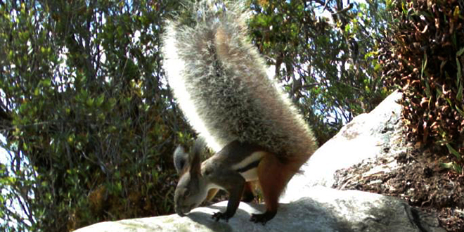 tufted_squirrel_giant_tail
