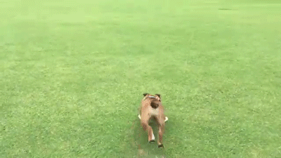 bulldog-is-bad-at-stopping