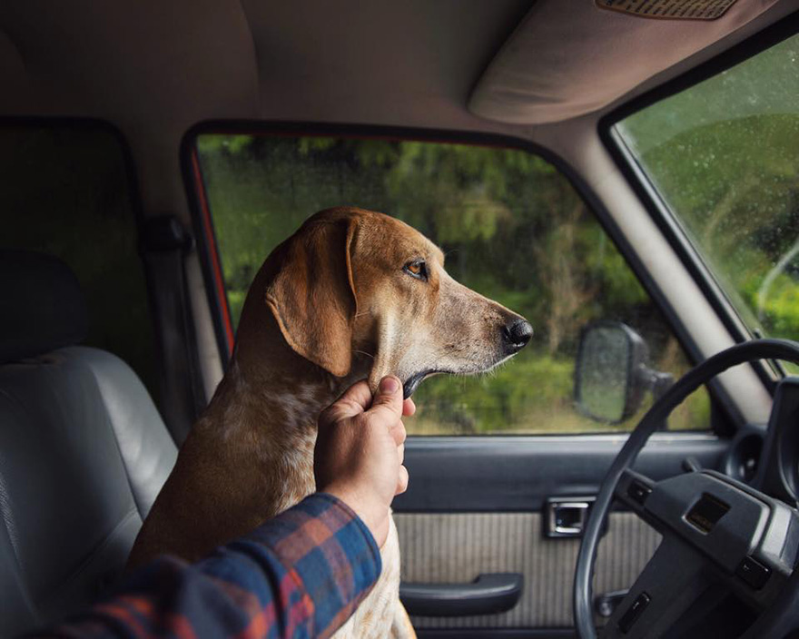 dog-traveling-car-motorcycle-maddie-on-road-4
