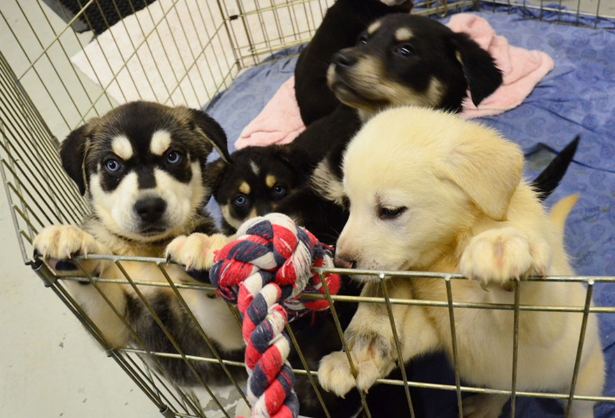 puppy-room-stressed-out-students-university-of-lancashire-5