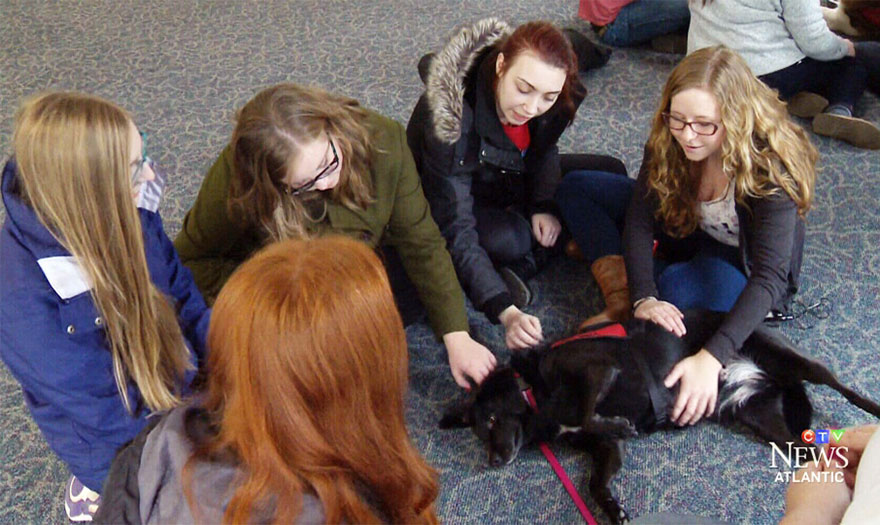 puppy-room-stressed-out-students-university-of-lancashire-8