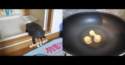 煎烏龜蛋