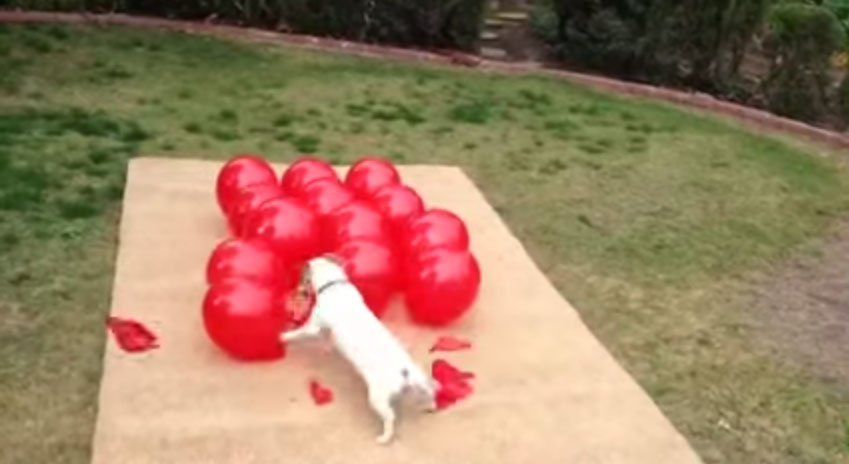 狗狗咬破氣球