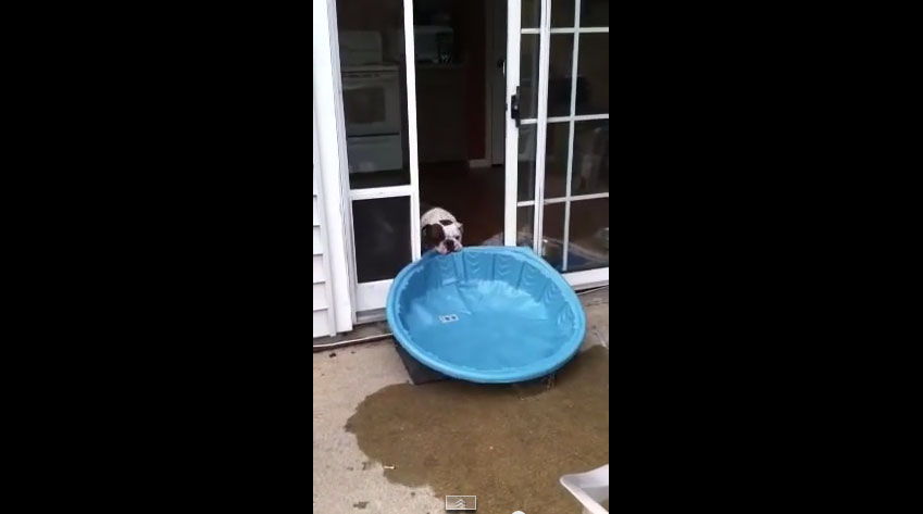 狗狗超愛游泳池