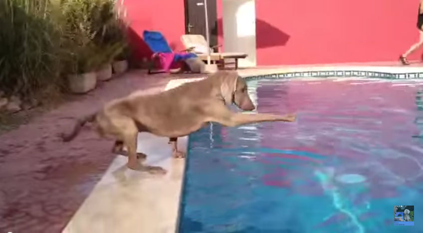 狗狗飛盤掉到游泳池裡