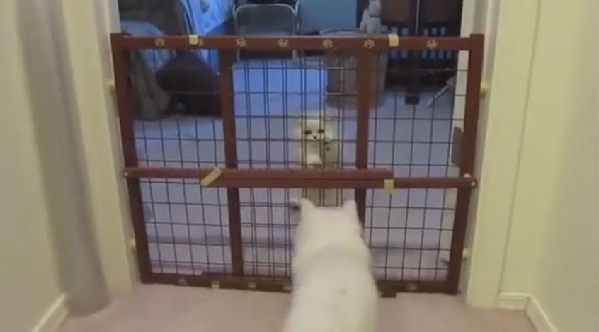 貓咪爬柵欄