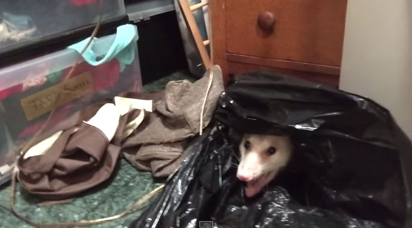 負鼠在垃圾袋裡