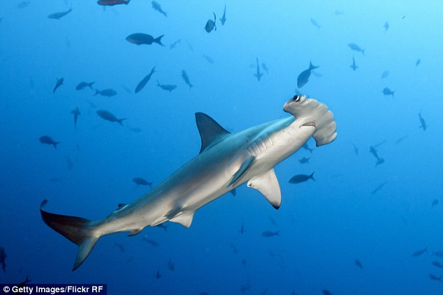 29B8085C00000578-3128837-Endangered_Female_hammerheads_typically_give_birth_to_litters_of-a-4_1434582475748