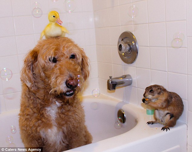 29BB7F2800000578-3129919-Bathtime_Biscuit_enjoys_a_bath_with_a_duckling_and_prairie_dog_a-a-2_1434627372812-1
