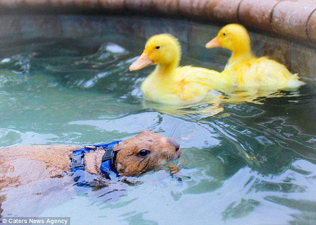 29BB7F3900000578-3129919-Strong_swimmers_A_prairie_dog_takes_a_swim_in_some_water_with_hi-a-16_1434627373604