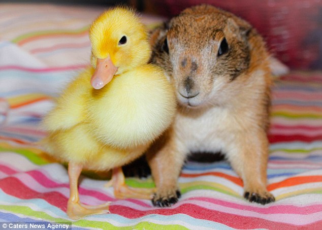 29BB800800000578-3129919-Pals_A_duckling_and_a_prairie_dog_pose_for_a_snap_together_in_an-a-6_1434627372850