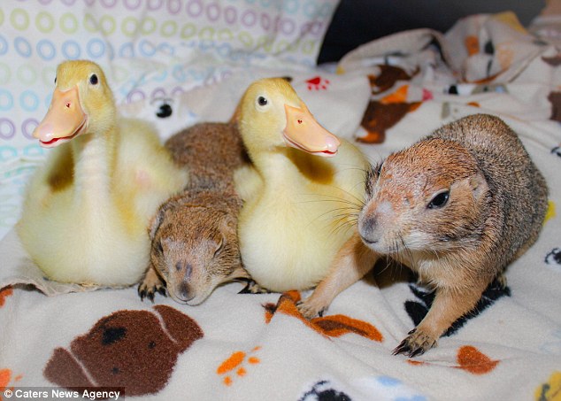29BB827900000578-3129919-Best_buddies_The_prairie_dogs_and_ducklings_cuddle_up_on_a_blank-a-8_1434627373047