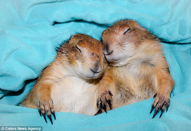 29BB827A00000578-3129919-Sleeping_cuties_Swarley_and_Bing_look_adorable_as_they_catch_40_-a-7_1434627372916