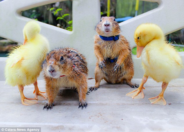 29BB82EF00000578-3129919-Drying_off_The_animals_look_ruffled_after_going_for_a_group_swim-a-11_1434627373344
