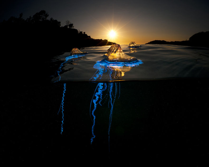 I had discovered from previous visits to dive this small bay that after strong summer northeast winds hundreds of bluebottle cnidarian are blown in and trapped, they float around the bay on the tides and sometimes clump together in huge rafts. I began planning this shot because knew that the blueness of these animals lights up wonderfully with a strobe and figured the sun would rise somewhere in the background towards the mouth of the bay. I thought that orange and the blue would make a striking shot. It took quite a few early mornings and lots of lighting experiments to make this image, but in the end I’m very happy with it.