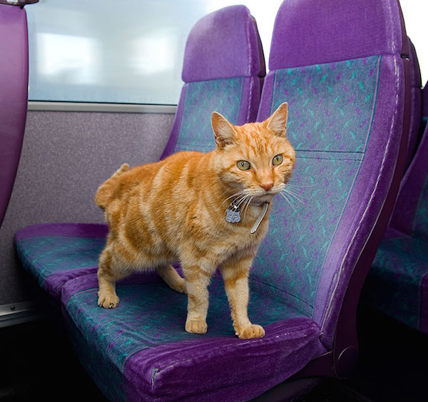 The-Artful-Dodger-A-Ginger-Tom-Catching-the-Bus-by-Himself-3