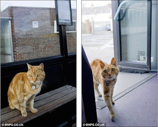 The-Artful-Dodger-A-Ginger-Tom-Catching-the-Bus-by-Himself-6