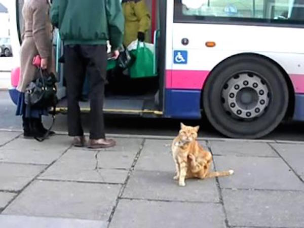 The-Artful-Dodger-A-Ginger-Tom-Catching-the-Bus-by-Himself