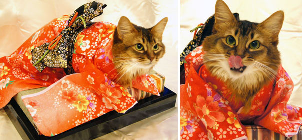 cat-kimonos-japan-1-1