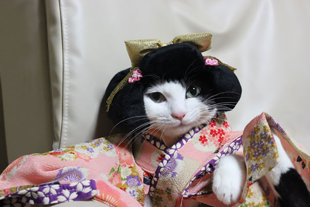 cat-kimonos-japan-10-1