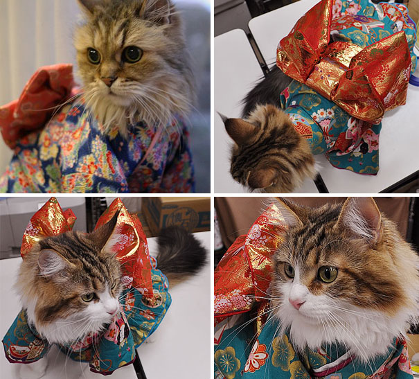cat-kimonos-japan-14__605