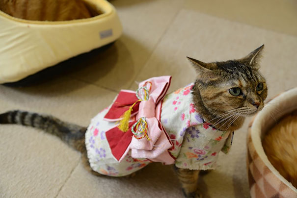 cat-kimonos-japan-15__605