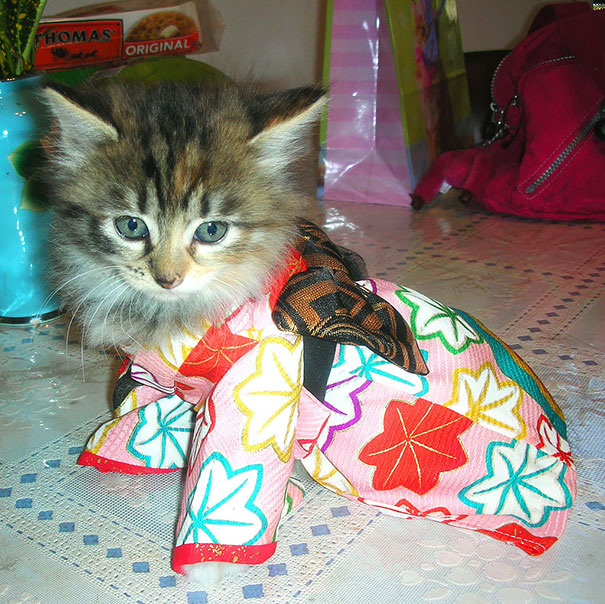 cat-kimonos-japan-17__605