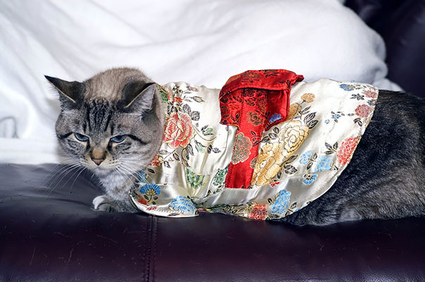 cat-kimonos-japan-18__605