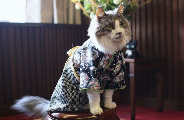 cat-kimonos-japan-3__605