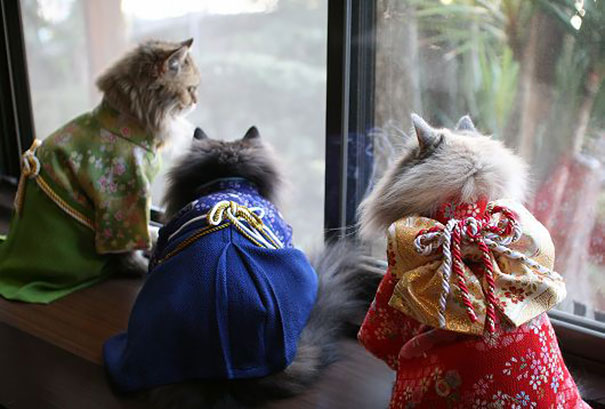 cat-kimonos-japan-5__605