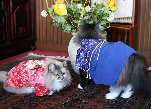 cat-kimonos-japan-6__605