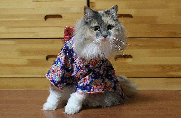 cat-kimonos-japan-8__605