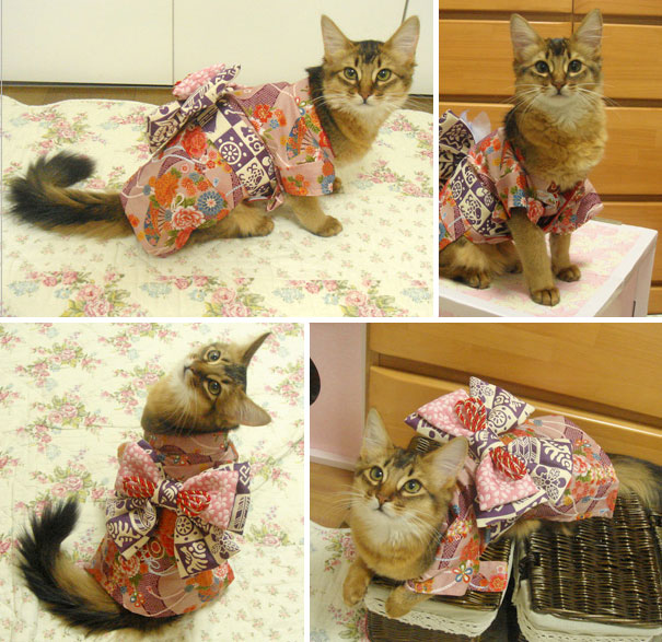 cat-kimonos-japan-9__605