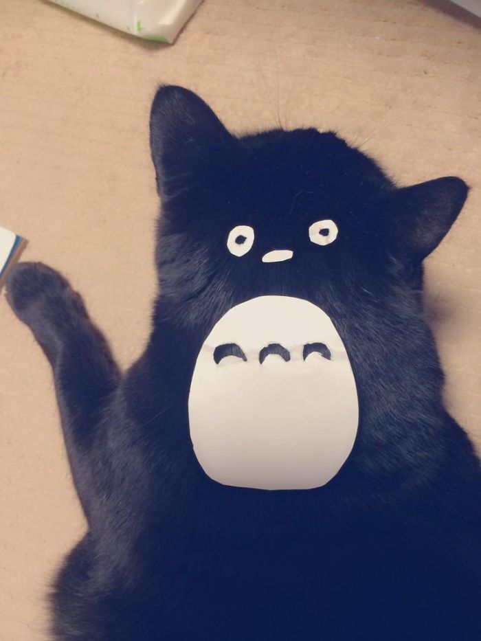 cat-owners-in-japan-are-turning-their-pets-into-totoro-1__700