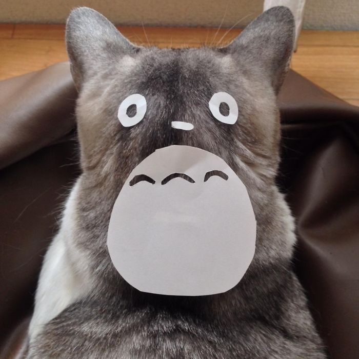 cat-owners-in-japan-are-turning-their-pets-into-totoro-2__700