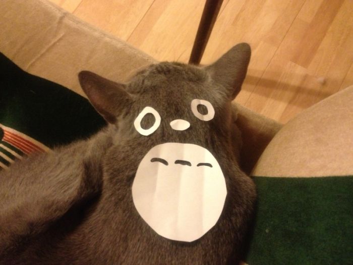 cat-owners-in-japan-are-turning-their-pets-into-totoro-4__700
