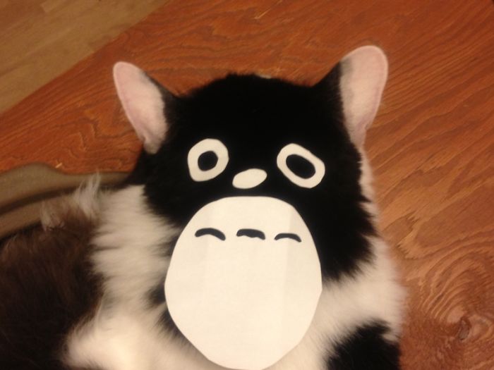 cat-owners-in-japan-are-turning-their-pets-into-totoro-5__700