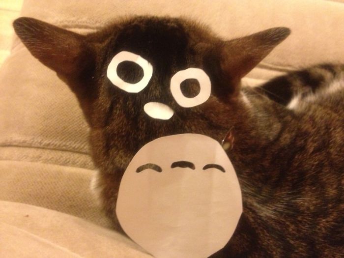 cat-owners-in-japan-are-turning-their-pets-into-totoro-6__700