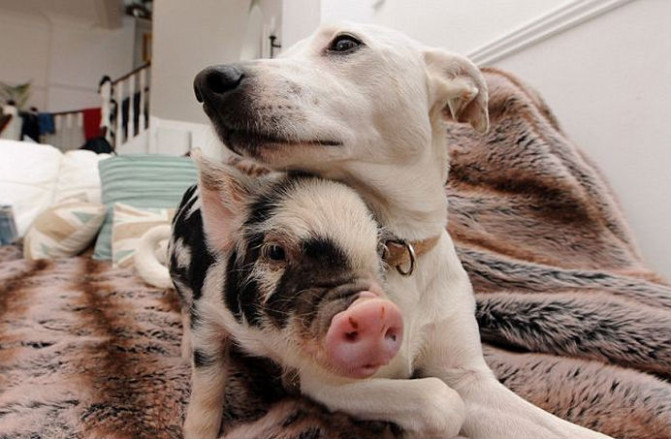 dog_and_pig-671x439